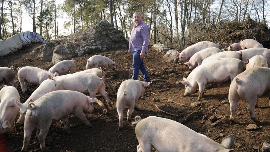 Lalín y A Estrada, entre los 5 concellos con más explotaciones de carne vacuna