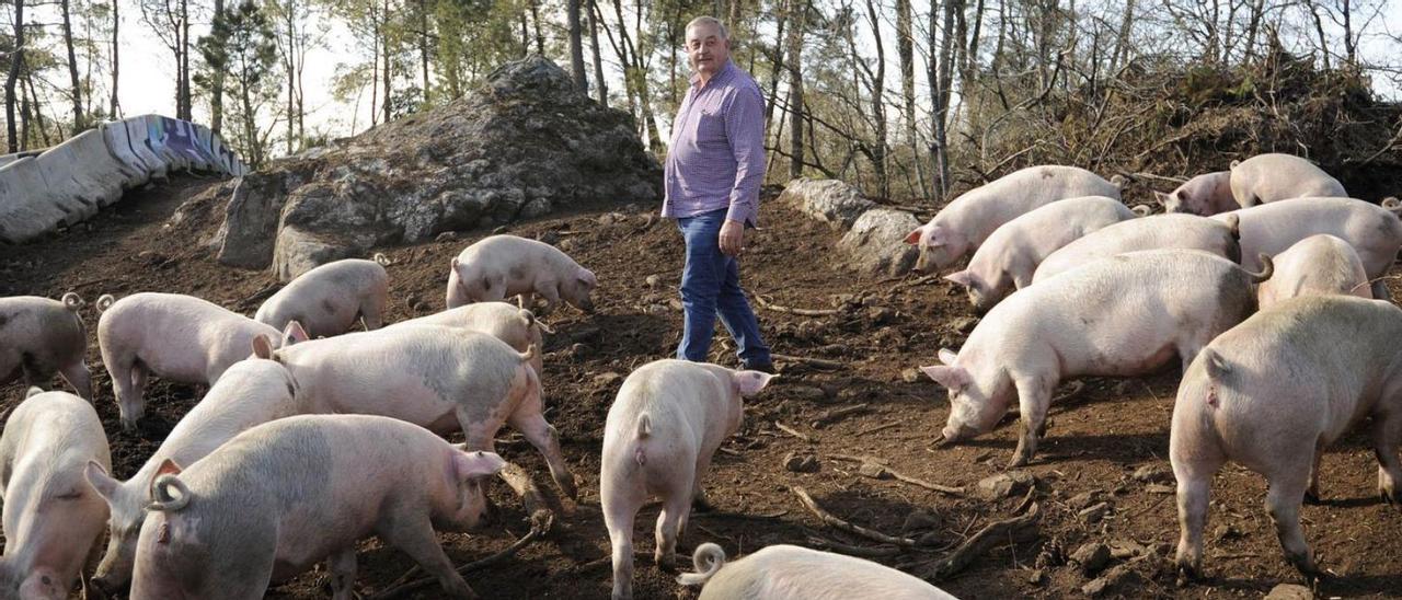 Cerdos de una explotación ecológica en Siador, Silleda. |   // BERNABÉ/JAVIER LALÍN