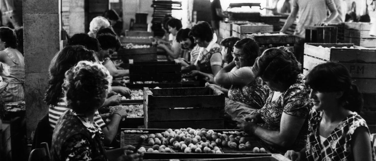 Mujeres en una fábrica de albaricoques en Porreres