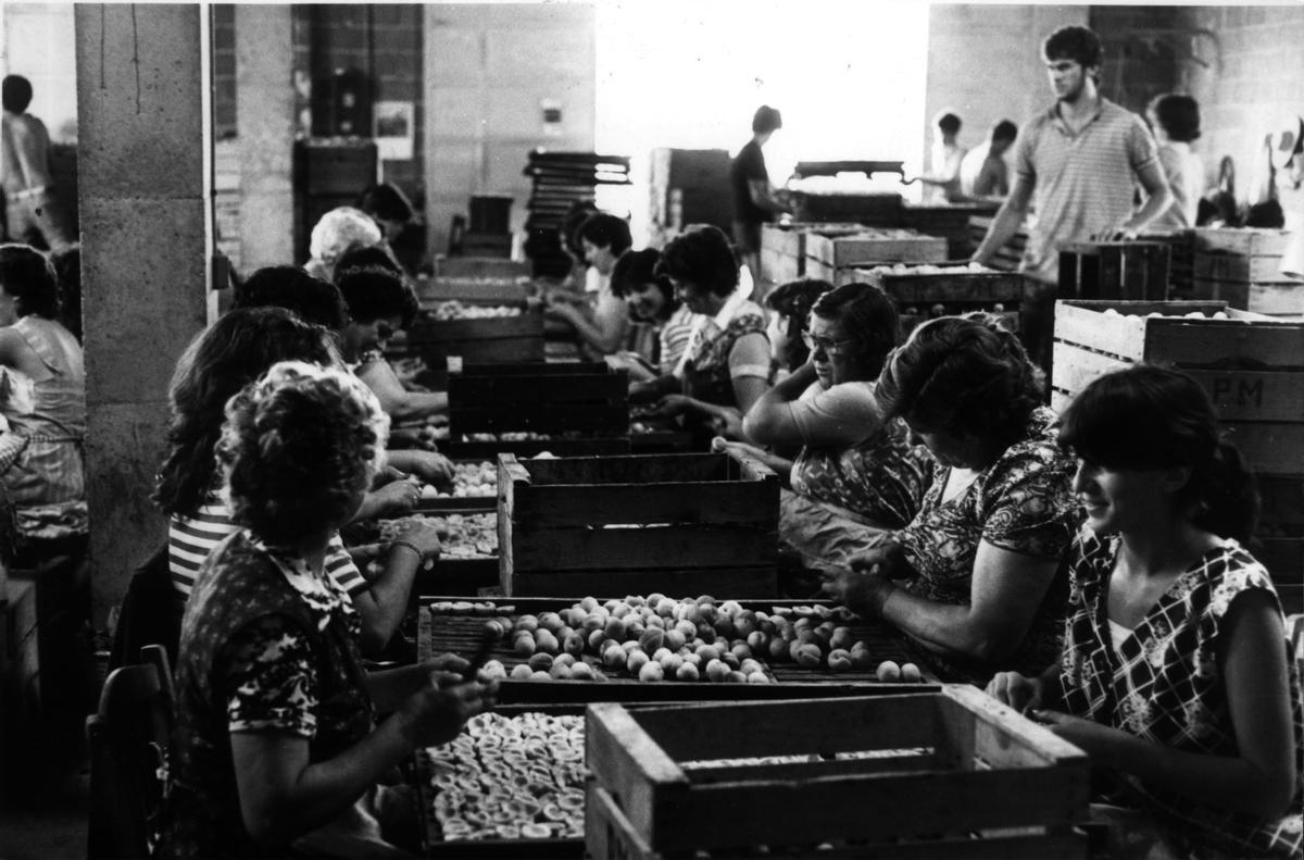 Mujeres en una fábrica de albaricoques en Porreres