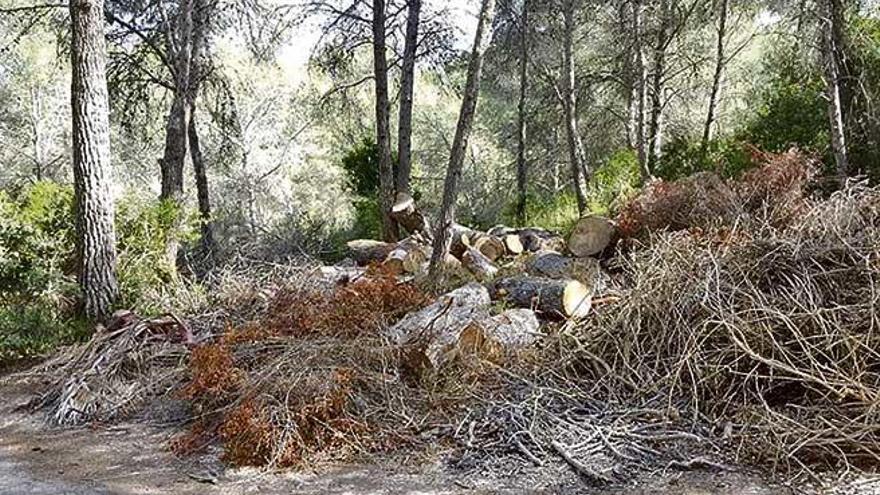 Imagen de leña acumulada en el golf Son Muntaner.