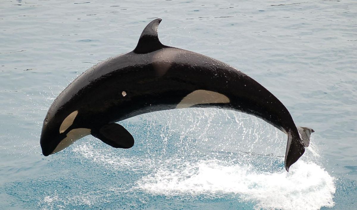 Orca saltando.