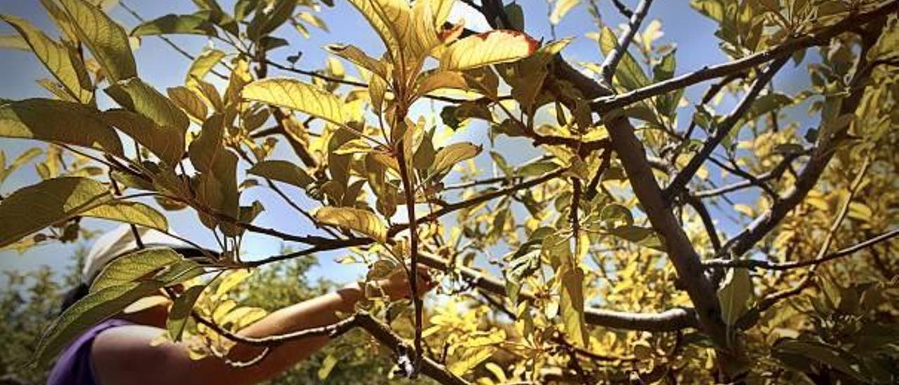 La escasez de lluvias amenaza con secar las plantaciones de manzanos de la Sarga