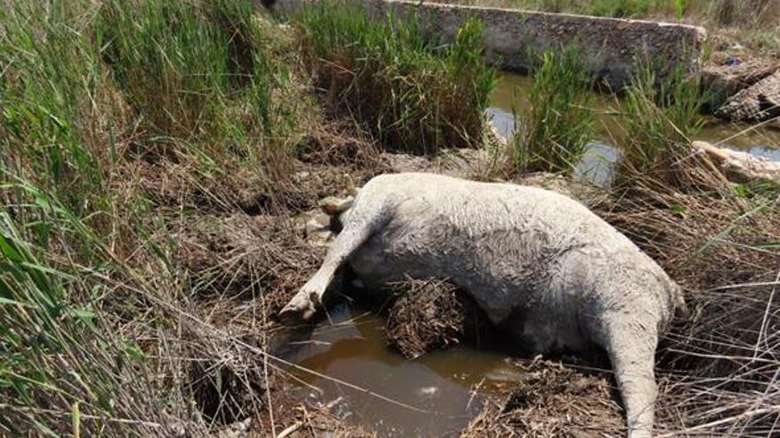 Aparece una vaca muerta y abandonada en el Prat de Cabanes-Torreblanca