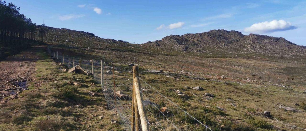 Cierre de plantación en Zamáns, con el Monte Galiñeiro al fondo.