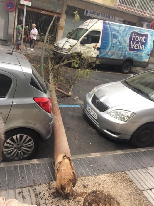 Un árbol cae en mitad de la calzada de la calle Cayetano de Lugo