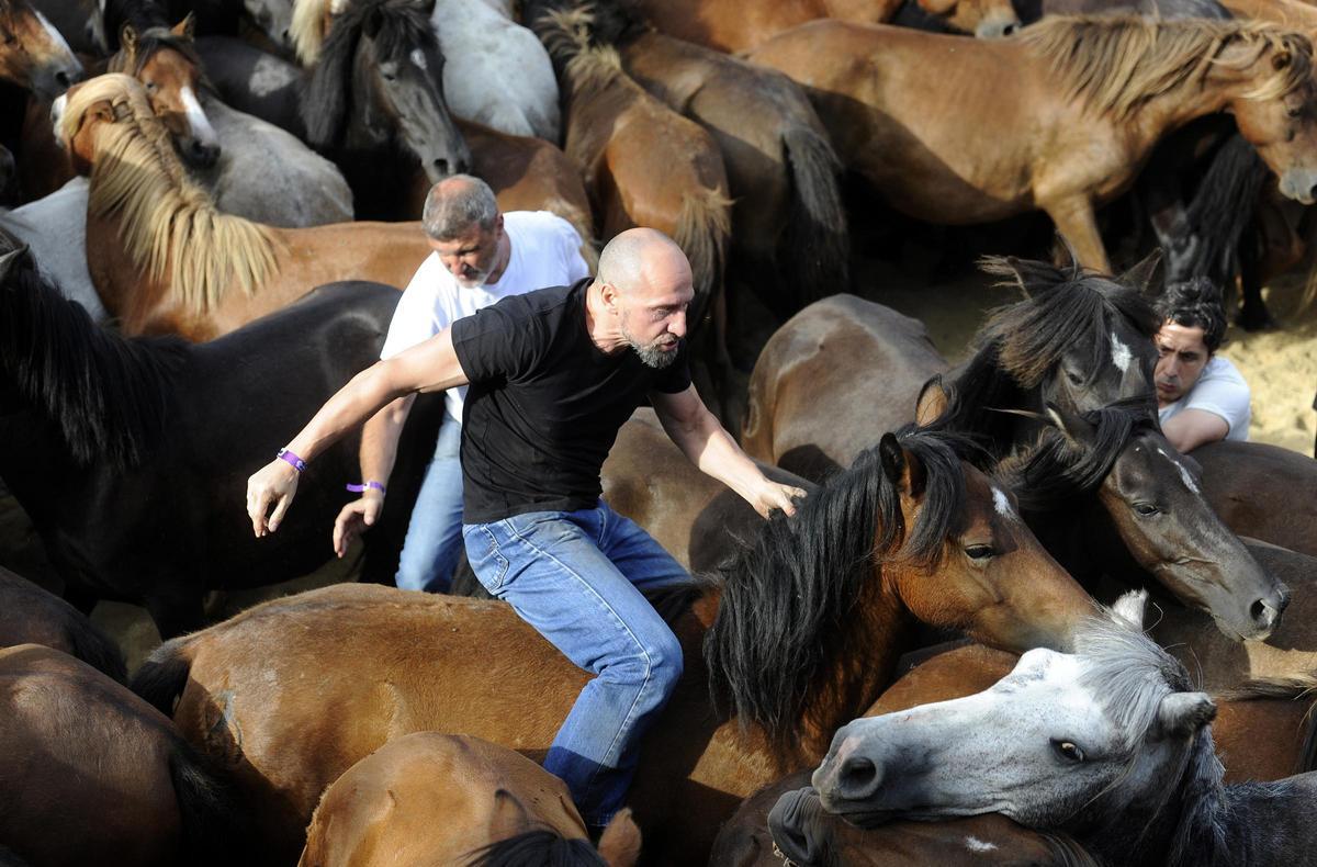 Pistoletazo de salida a la Rapa de Sabucedo 2024
