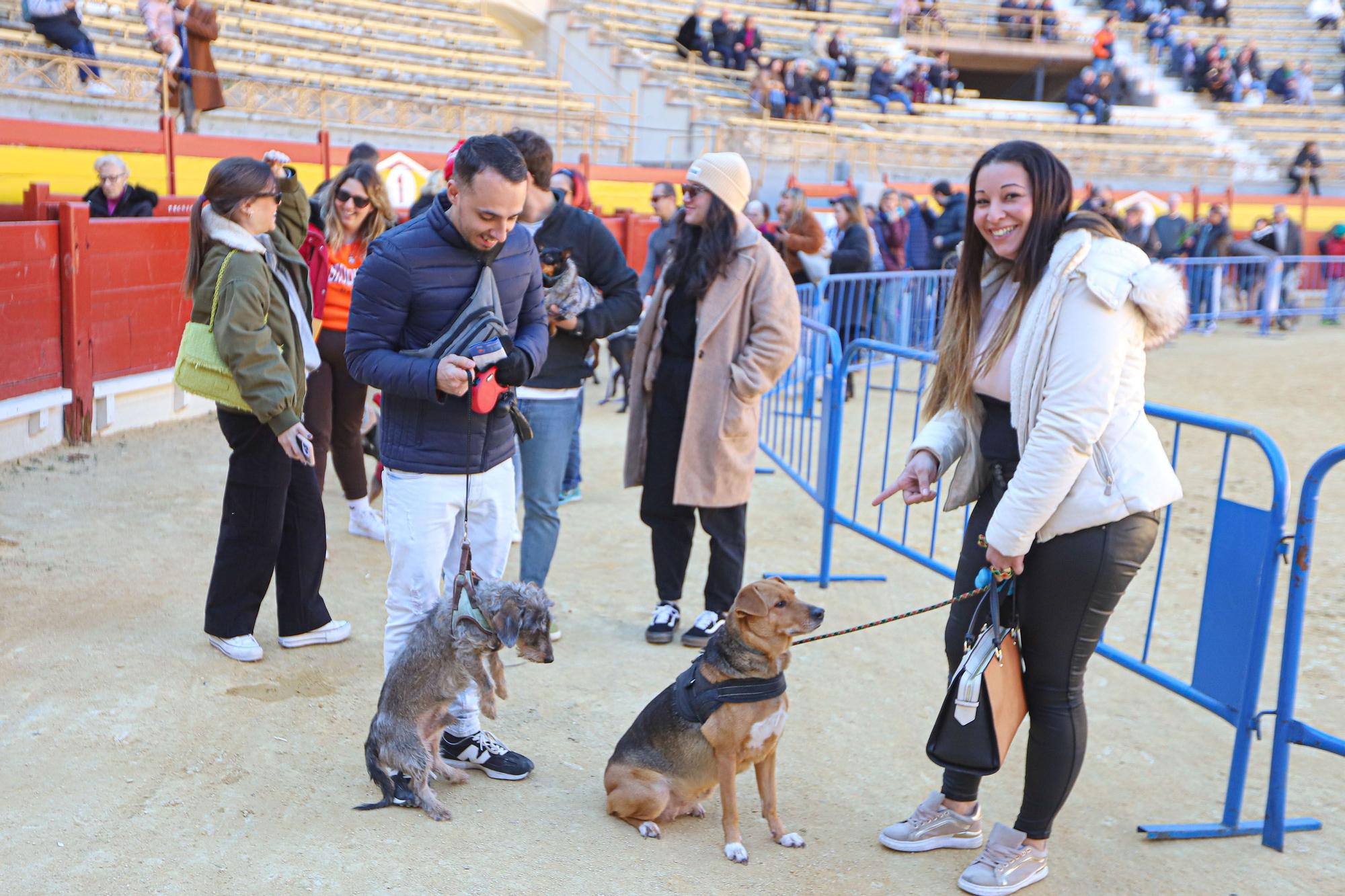 Concurso ecuestre y Bendición de animales por San Antón en Alicante