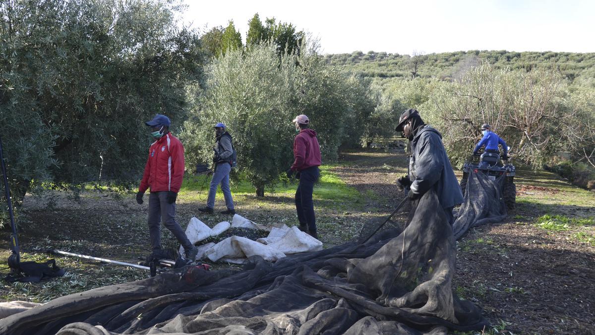 Recogida de la aceituna durante la pasada campaña en Córdoba.