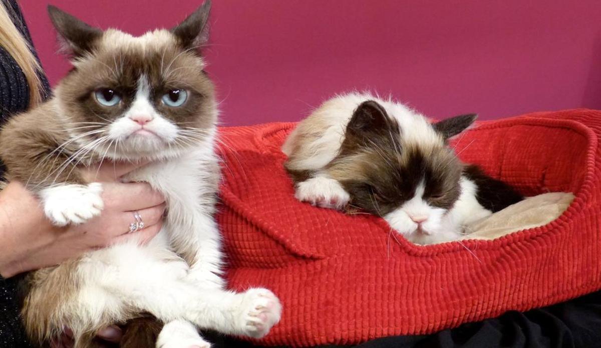 Grumpy Cat , con su réplica en el museo de cera.