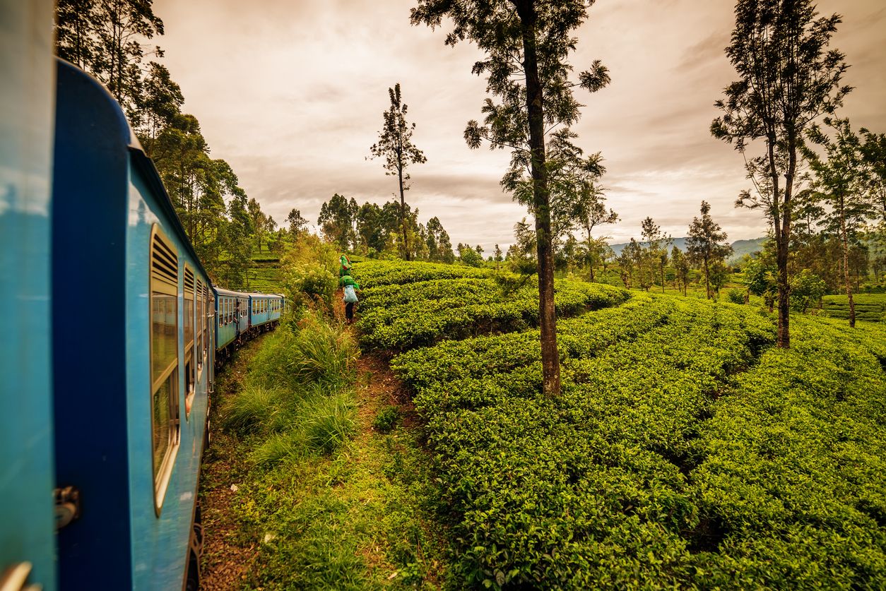 Un lugar donde el color verde de las plantaciones de té cubren todo el paisaje.