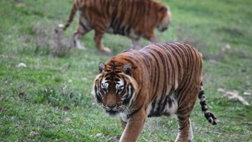 Los tigres que vivieron seis años en un tráiler disfrutan de su nueva casa en Aitana