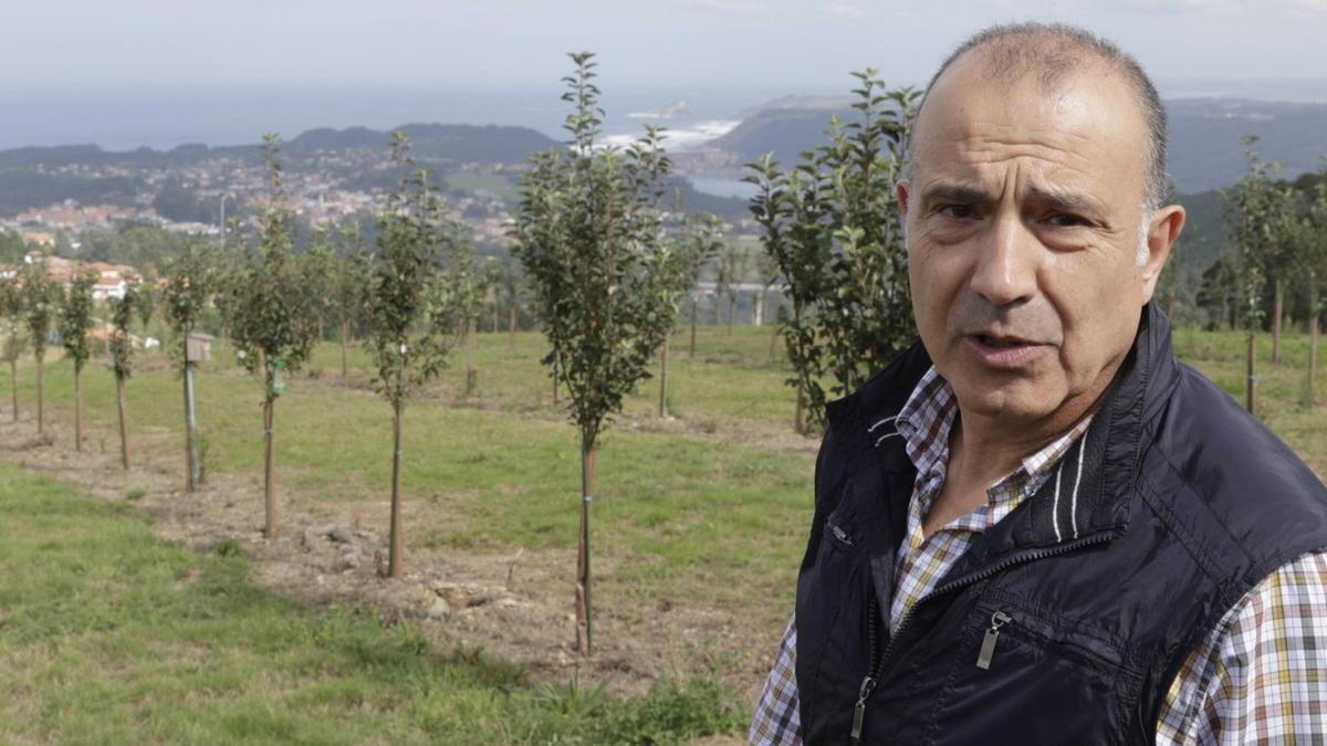 El proyecto del pomar ganado al monte en Somao: manzaneras, conservación y turismo