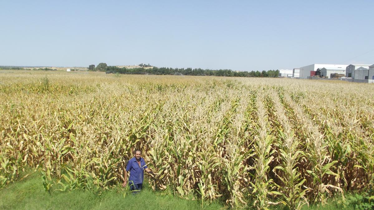 Un trabajador en una zona de cultivo de maíz en Extremadura.