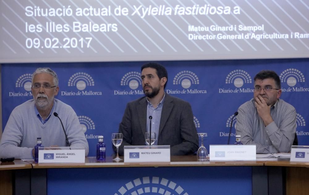 Debate Club DM: "Xylella fastidiosa: ¿la filoxera del segle XXI?"