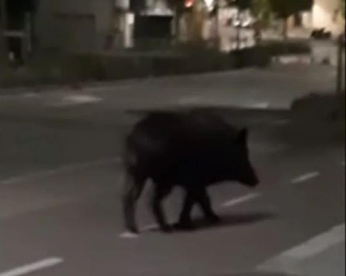 Cornellà: vist un senglar davant el Mercadona de Sant Ildefons Cornellà: vist un senglar davant el Mercadona de Sant Ildefons