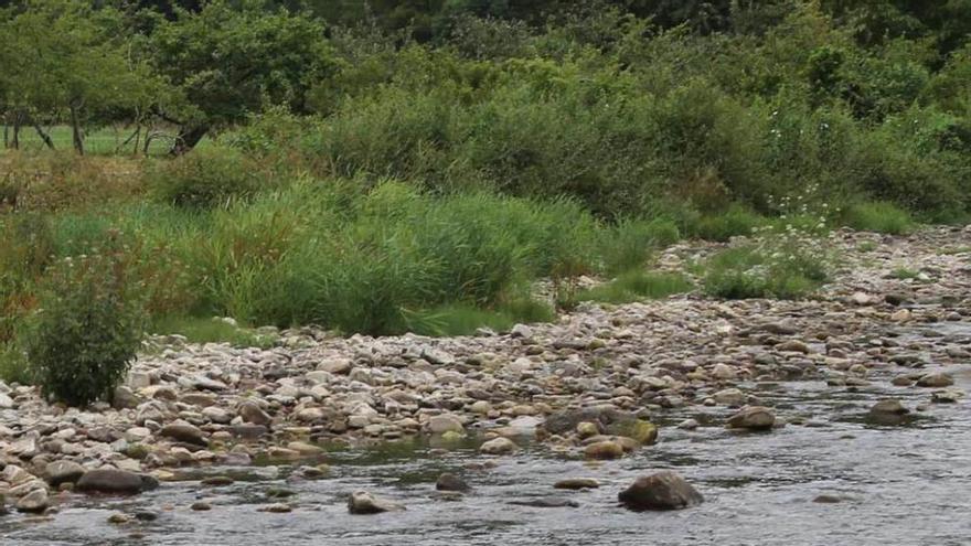 Suelta de alevines de salmón en el río Esva, el pasado julio.