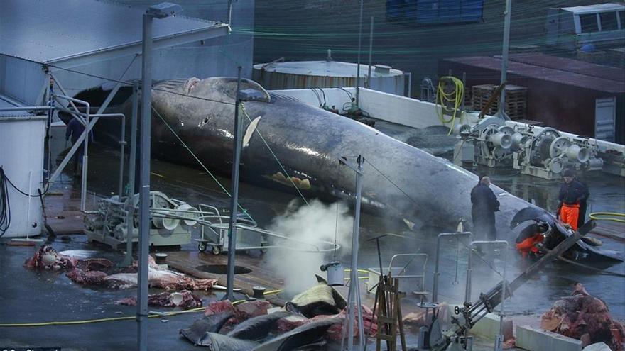 Una empresa islandesa mata a la primera ballena azul en 40 años