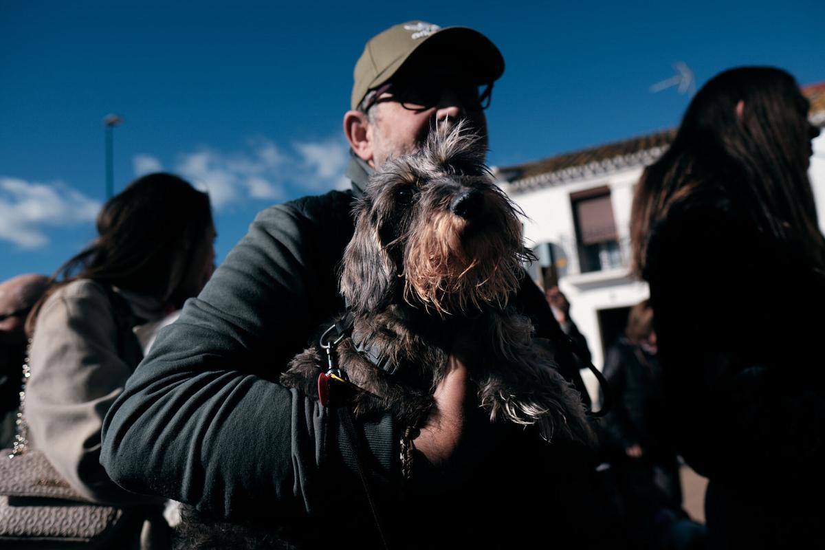 Churriana celebra la bendición de San Antón Churriana celebra la bendición de San Antón
