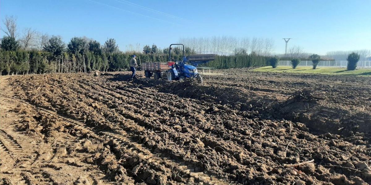 La primera fase consistió en la eliminación de troncos antiguos, limpieza de raíces y preparación de la tierra. | SERVICIO ESPECIAL