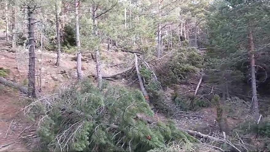 Acció Ecologista-Agró denuncia talas de pinos con "grave impacto" en el parque natural del Penyagolosa