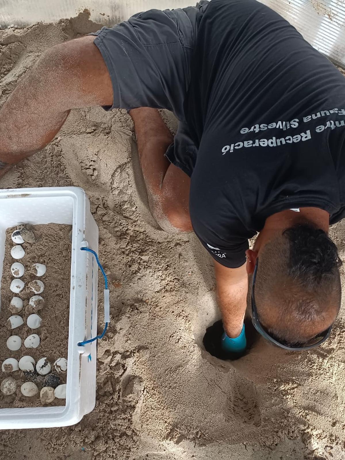 Ein Cofib-Mitarbeiter öffnet das Nest mit den Eiern der Meeresschildkröte.
