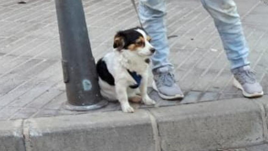 Una mujer denunciada por pegar a su perro en Las Palmas de Gran Canaria