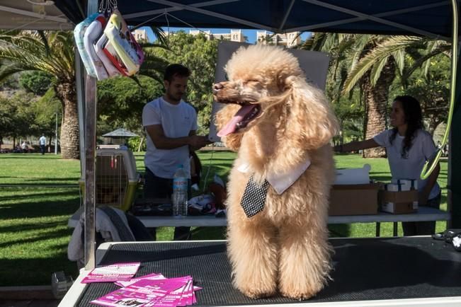 Feria de Mascotas de Maspalomas 2016