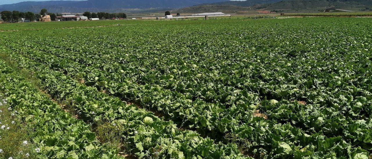 Lechugas en Campo de Cartagena.  / EFE