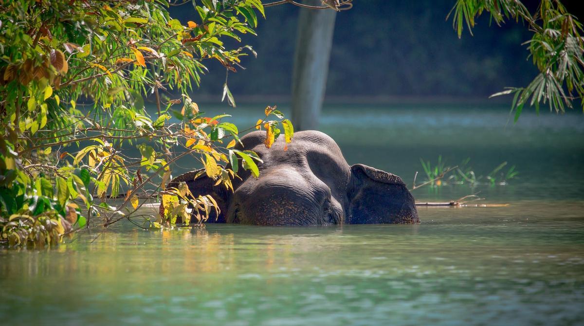 Elefante en Khao Sok