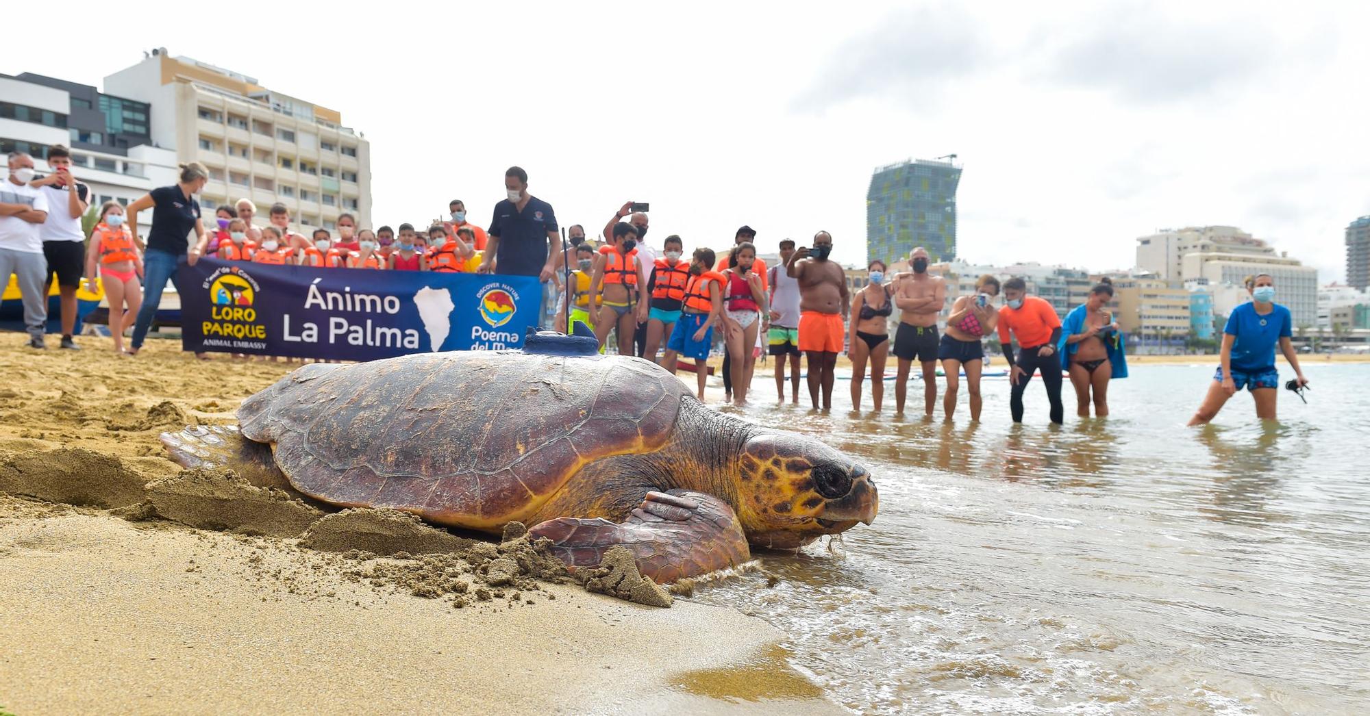 Suelta de la tortuga 'Macho' en Las Canteras