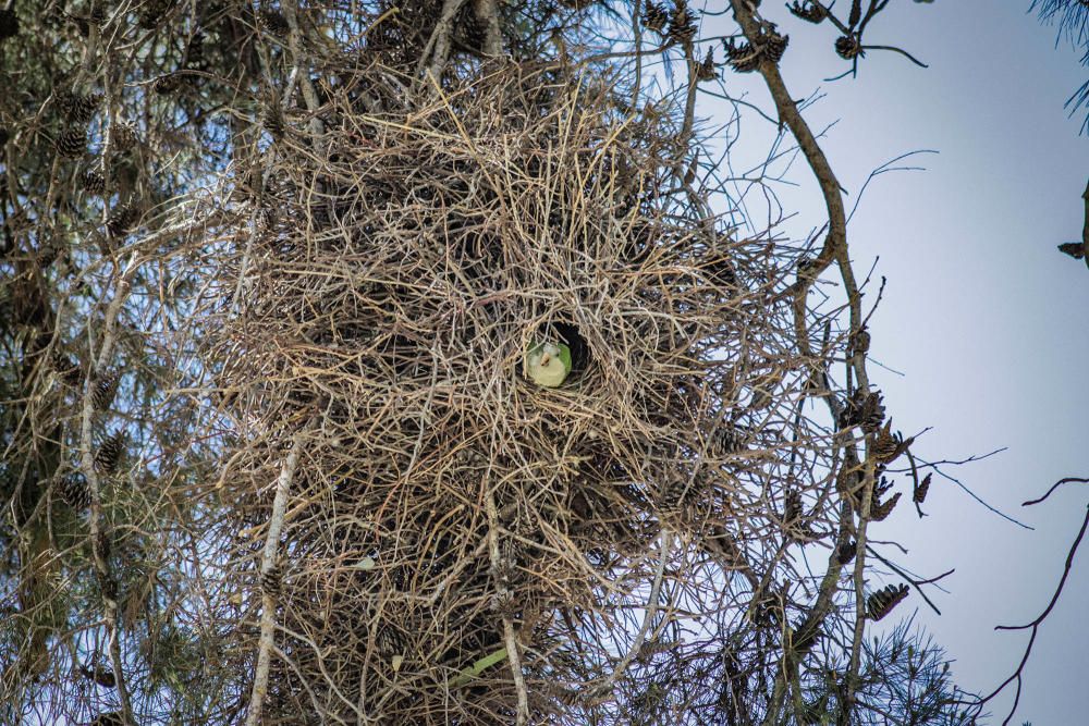 Las cotorras argentinas "toman" los parques de Torrevieja y desplazan a otras especies