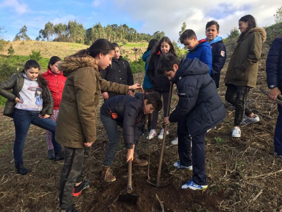 Escolares de Camos repueblan el monte