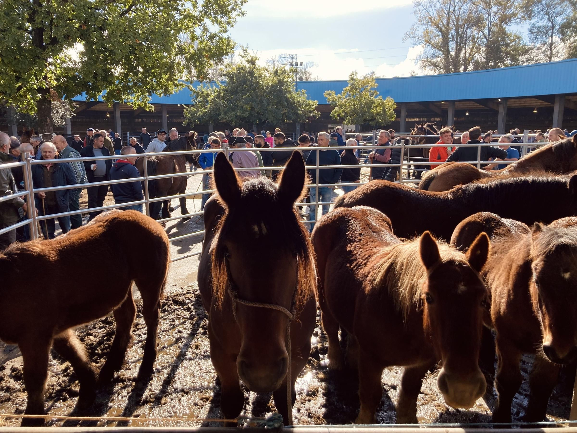 Buenos tratos y ejemplares en la multitudinaria feria equina de San Simón, en Grado