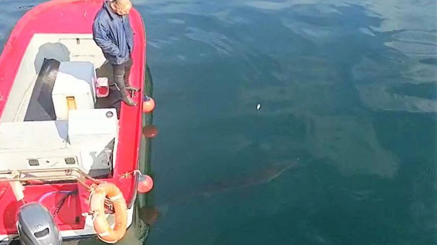 Un tiburón peregrino se “enreda” en la dársena de Cangas