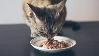 La compra de comida para gatos se dispara mientras la de perros apenas crece: qué está cambiando en los hogares