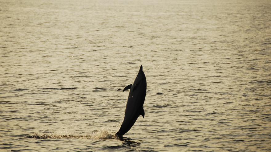 Graban las señales acústicas que emiten los delfines de Cabrera para saber cuántos hay y qué amenaza su hábitat
