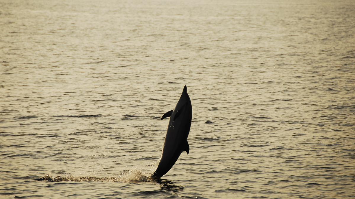 Salto de un delfín mular en aguas de Cabrera