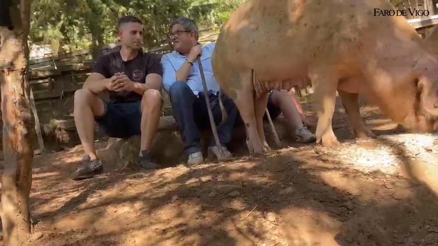 Anxo Calviño da clases de manejo de porco celta al educador canino Octavio Villazala