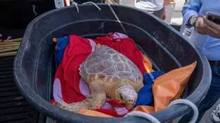 La Junta libera a dos tortugas marinas en la playa de Torremolinos tras meses de cuidados y recuperación