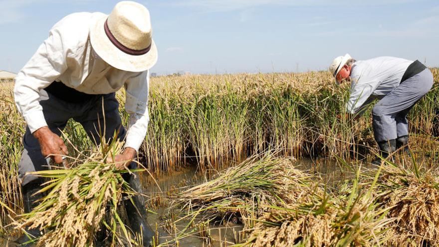 Los productores de arroz tendrán una reducción en el módulo del IRPF