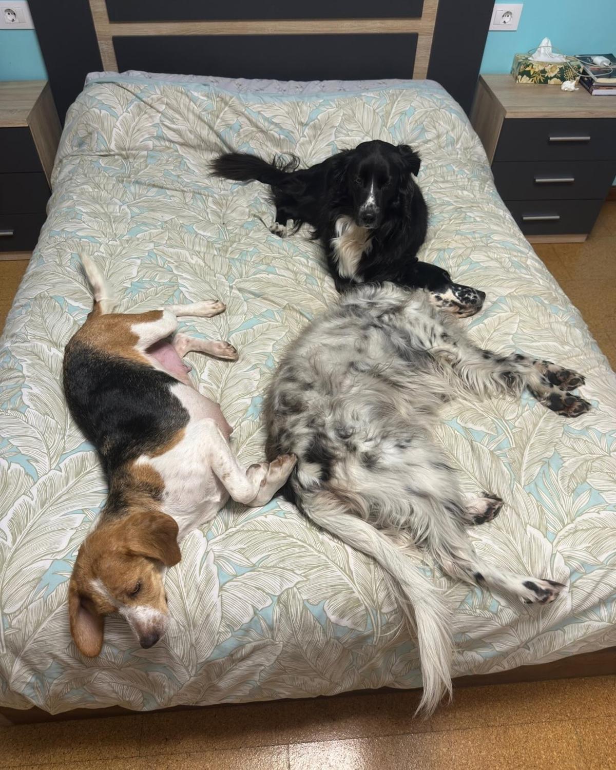 Muñeca, descansando con sus compañeros.