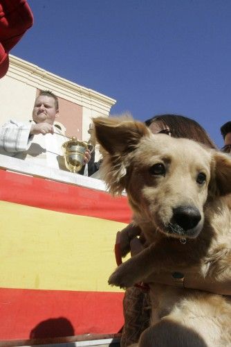 Bendición de animales en Cartagena por San Antón