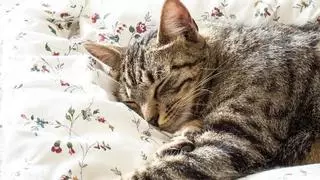 Esto es lo que pasa si duermes con tu gato cada noche