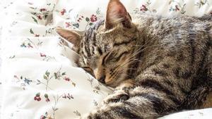 Un gato duerme sobre una cama.