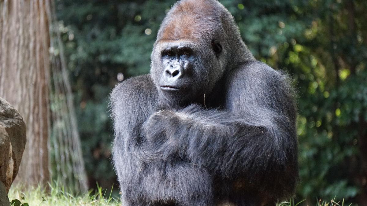 La covid-19 y los gorilas: el riesgo de no estar vacunado