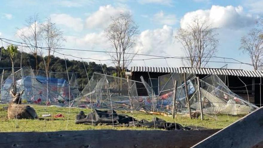 Un petit tornado destrueix les instal·lacions d&#039;una protectora d&#039;aus exòtiques a Maçanet