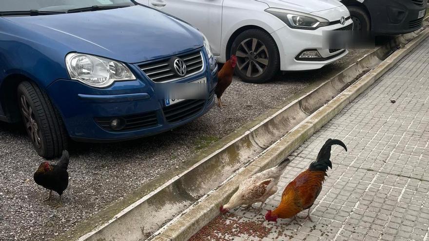 Rebelión en la granja: Gallinas asilvestradas fuera de control en Mallorca