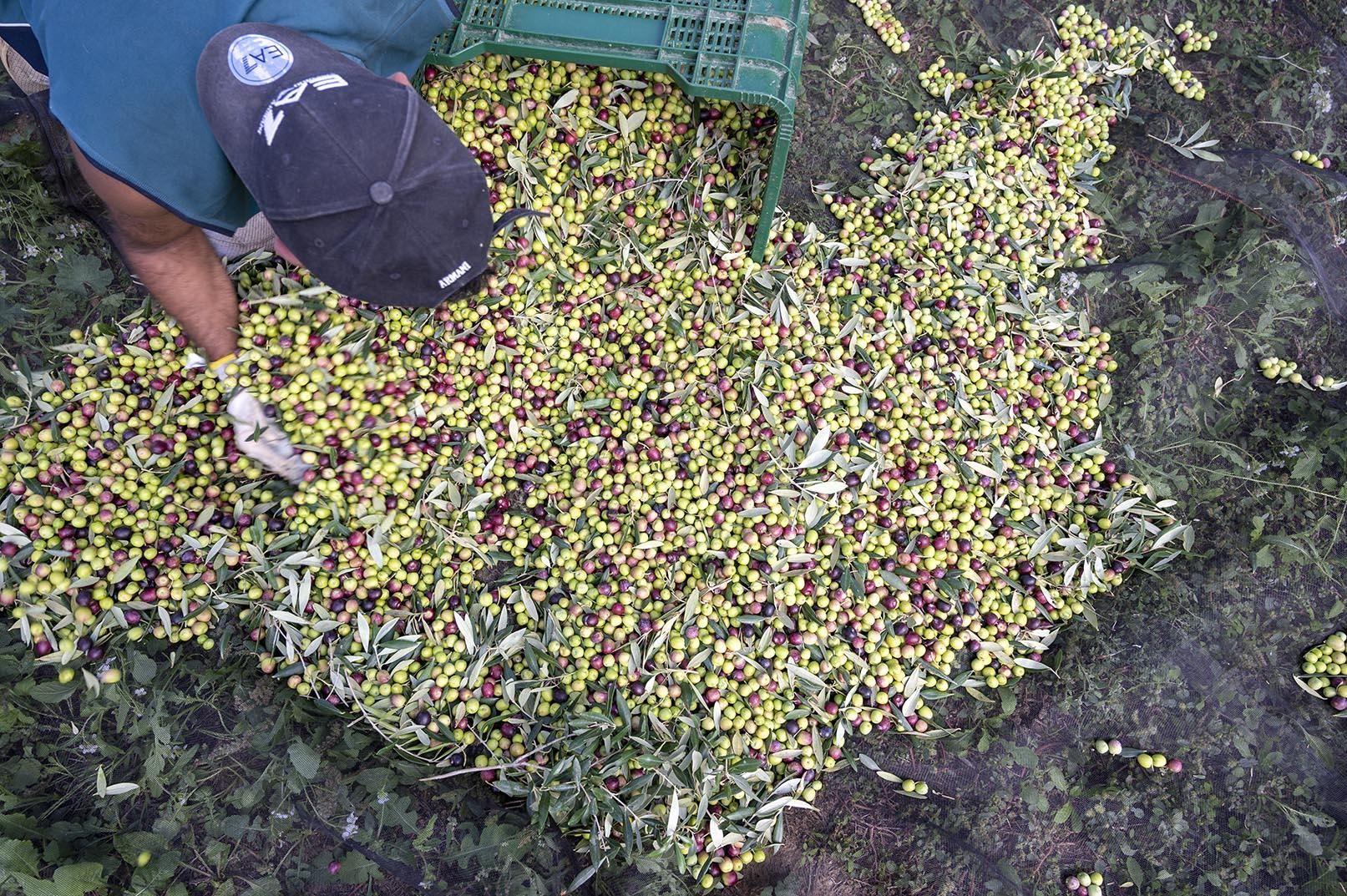 Recogida de la oliva en Finca Fontclara.