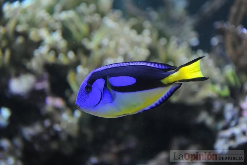 El acuario de la UMU albergará las especies emblemáticas del Mar Menor